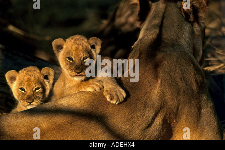 Outdoor-Nahaufnahme Löwenbabys auf Mutter Löwin Rücken. Stockfoto