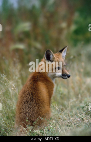 Britische Tier-und Pflanzenwelt. Rotfuchs. Stockfoto