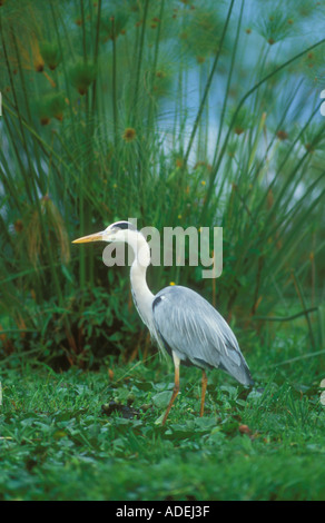 Graureiher am Rande eines afrikanischen Sees Stockfoto