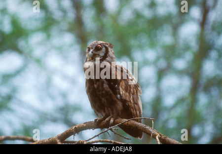 Verreaux s Uhu in der Abenddämmerung Stockfoto