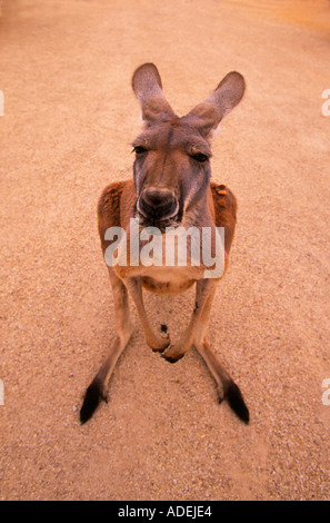 Haustier Känguru, Australien Stockfoto