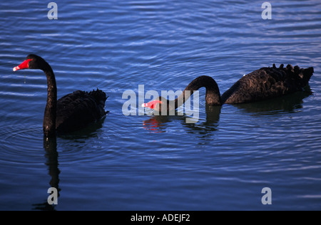 Schwarze Schwäne Goolwa Fleurieu Peninsula South Australia Australien horizontale Cygnus olor Stockfoto