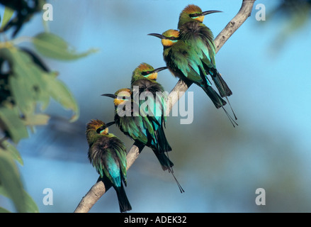 "Rainbow Bienenfresser" Australien Stockfoto
