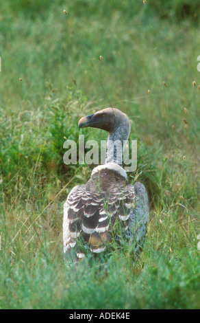 Ruppell s Gänsegeier lange Gras Stockfoto