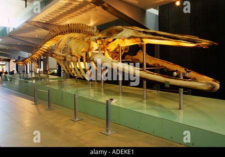 Blauwal Skelett, Melbourne museum Stockfoto