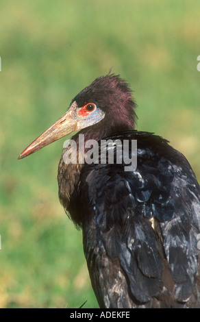 S Abdim Storch ein klassisches Portrait in Nahaufnahme Stockfoto