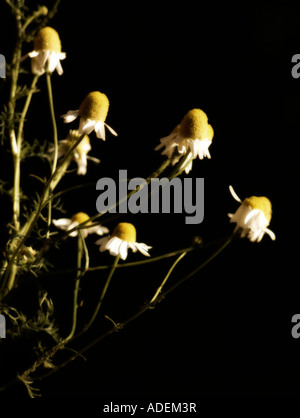 Nahaufnahme der deutschen Kamille (Matricaria Recutita) Pflanzen und Blumen. Stockfoto