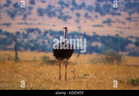 Gemeinsamen Strauß im trockenen Buschland Stockfoto