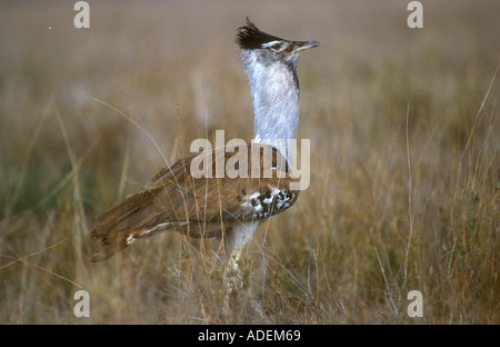 Kori Bustard Spaziergang durch lange Rasen Stockfoto