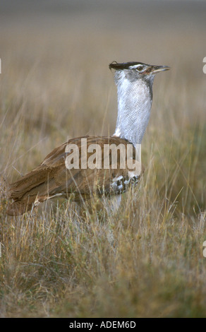 Kori Bustard Spaziergang durch lange Rasen Stockfoto