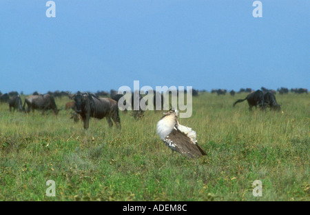 Kori Bustard anzeigen in offenes Grasland mit Gnus im Hintergrund Stockfoto