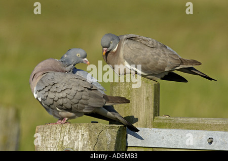 Ringeltauben paar auf Tor Stockfoto