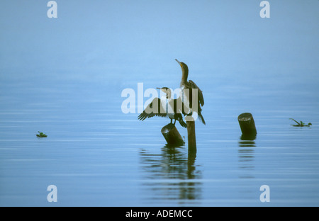 Kormorane ruht mit Flügeln in der Regel öffnen Stockfoto