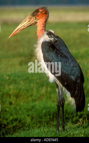 Marabou Storch eine Nahaufnahme portrait Stockfoto