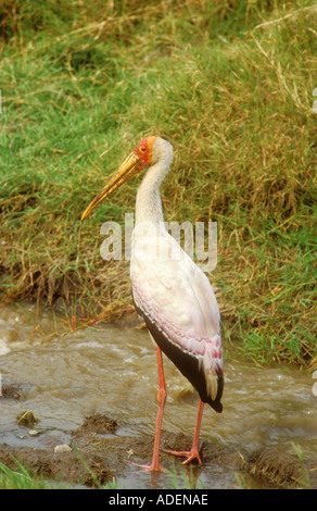 Gelb in Rechnung Storch stehen am Rand des stream Stockfoto