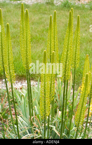 Fuchsschwanz Lilly Liliaceae Eremurus Stenophyllus Var bungei Stockfoto
