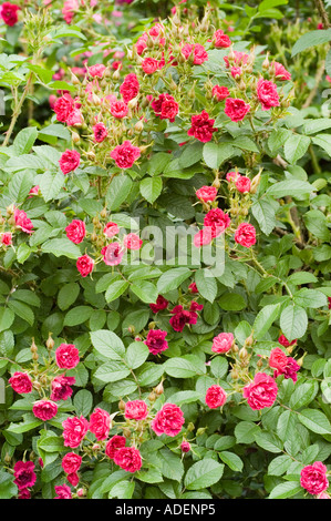 Rosa Rose Rosaceae Rosa rugosa F J Grootendorst Holland 1918. Ein blühender Busch aus rosa Blumen mit grünem Laub und Knospen in einem Garten. Stockfoto