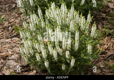 Weißen Blüten der Heilpflanze Salbei Lamiaceae Salvia Nemorosa Adrian Stockfoto