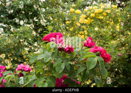 Leuchtend rote Rosa Rugosa x General Jacqueminot oder Mr Anthony Waterer Rosen blühen in einem üppigen Garten mit gelben und weißen Blumen im Hintergrund. Stockfoto