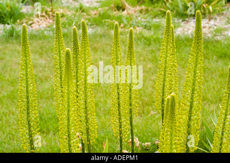Fuchsschwanz lilly Liliaceae Eremurus stenophyllus var bungei blüht im Garten. Hohe gelbe Blumenspitzen aus Wüstenkerze auf einem grünen Rasen. Stockfoto