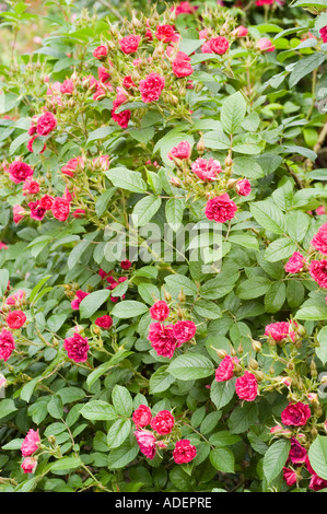 Rosa Rose Rosaceae Rosa rugosa F J Grootendorst Holland 1918: Leuchtende Strauchrose mit Blütenblumen und üppigem Grün in einem Garten. Stockfoto