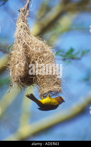 Männlicher brillentragende Weaver am nest Stockfoto