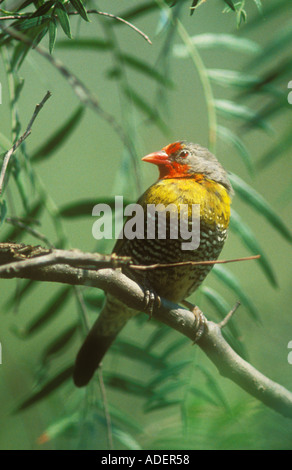 Grün-winged Pytilia Stockfoto