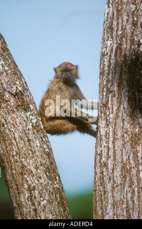 Junge Olive Baboon spielen zwischen Baumstämmen Stockfoto