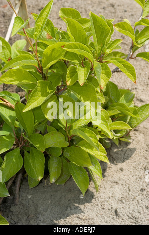 Magnolia-Rebe oder Wu Wei Zi Schisanraceae Schisandra Chinensis China-Korea-Japan-Sachalin Stockfoto