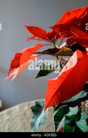 Detail der Pflanze Weihnachtsstern (Euphorbia Pulcherrima). Stockfoto