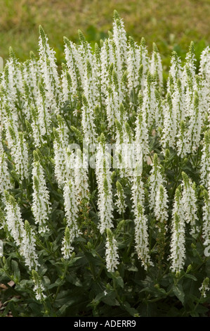 Weißen Blüten der Heilpflanze Salbei Lamiaceae Salvia Nemorosa Adrian Stockfoto