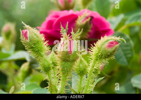 Rote Rose Rosaceae Rosa x centifolia f Muscosa Henri Matin, auch bekannt als Rotes Moos, mit stacheligen, moosigen Knospen und leuchtenden rosa-roten Blüten. Stockfoto