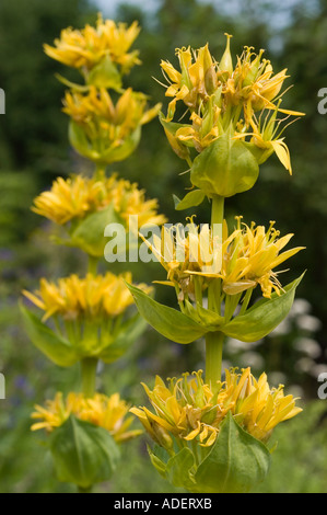 Gelber Enzian (Gentiana lutea) Heilpflanze mit leuchtenden gelben Blüten und grünen Brakken aus der Familie der Gentianaceae. Stockfoto