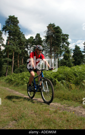 Mountainbiker im Wald Thetford, Norfolk Stockfoto