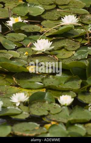 Weiße rosa Wasserlilie wächst in einem Teich, lateinischer Name Nymphaea. Wunderschöne Wasserblumen mit grünen Lilienpads, die auf der Wasseroberfläche schwimmen. Stockfoto