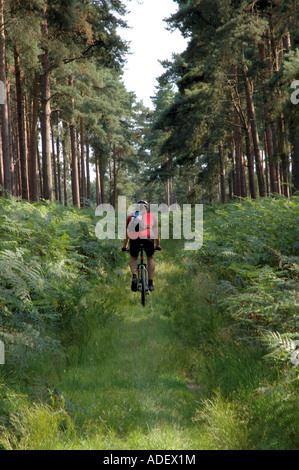 Mountainbiker im Wald Thetford, Norfolk, Großbritannien Stockfoto