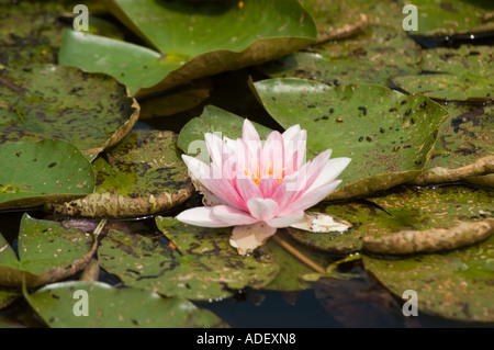 Wunderschöne weiße rosa Wasserlilie (Nymphaea) blüht in einem Teich, umgeben von grünen Lilienpads. Stockfoto