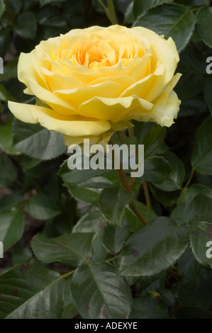 Gelbe Rosa floribunda Marselisborg, eine moderne, mit Blütenblüten bewachsene, wiederkehrende Rose, auch bekannt als Eurostar oder Schloss Neuchwa. Stockfoto