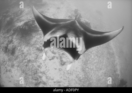 Mantarochen, Mobula Alfredi, schwimmt über ein Korallenriff in der Nähe von Yap, Mikronesien. Stockfoto