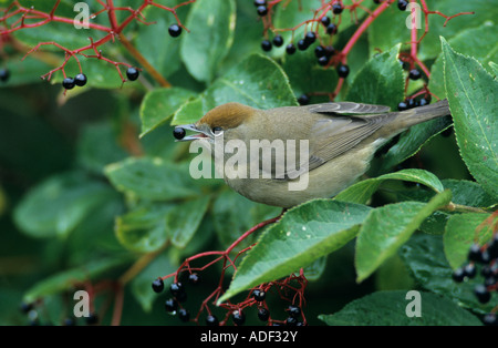 Mönchsgrasmücke Sylvia Atricapilla weiblich Essen auf gemeinsame Holunder Sambucus Nigra Oberaegeri Schweiz September 1998 Stockfoto