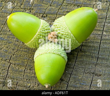 Grüne Eicheln Nahaufnahme Sessile Eiche Quercus petraea Stockfoto