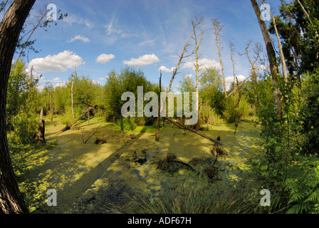 Blakemere Moss Mischwald eine Fläche von 36 Hektar von 950 Hektar Laub- und immergrünen Delamere in Cheshire Stockfoto