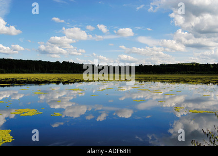 Blakemere Moss Mischwald eine Fläche von 36 Hektar von 950 Hektar Laub- und immergrünen Delamere in Cheshire Stockfoto