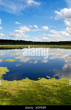 Blakemere Moss Mischwald eine Fläche von 36 Hektar von 950 Hektar Laub- und immergrünen Delamere in Cheshire Stockfoto