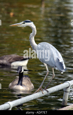 Ein Reiher sitzt auf einem Zaun neben dem See und Kanadagänse in Cannon Hill Park Birmingham Stockfoto