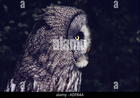 Seitenansicht der Strix Nebulosa großen grau-Eule Stockfoto