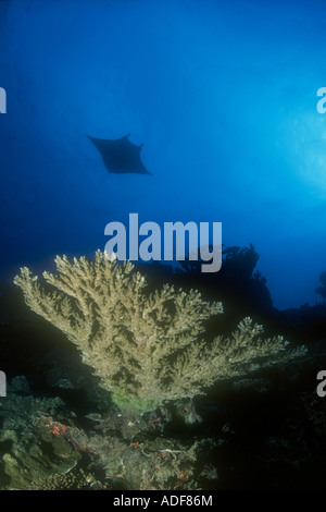 Einen Manta, Manta birostris, gleitet über einen Hard Coral Reef in Raja Ampat, Indonesien. Stockfoto