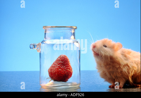 Hamster versucht die Erdbeere versteckt in einem Glas STRIP Serie 1 4 Bilder Suche HAMSTRAW zu bekommen Stockfoto