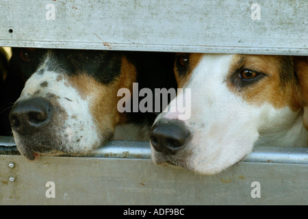 Fox-Hounds auf der Durchreise nach Builth Wells Powys Mid Wales UK GB jagen Stockfoto