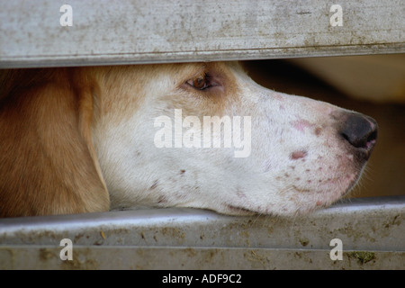 Fox-Hounds auf der Durchreise nach Builth Wells Powys Mid Wales UK GB jagen Stockfoto